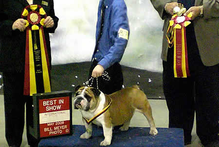 English bulldog picture